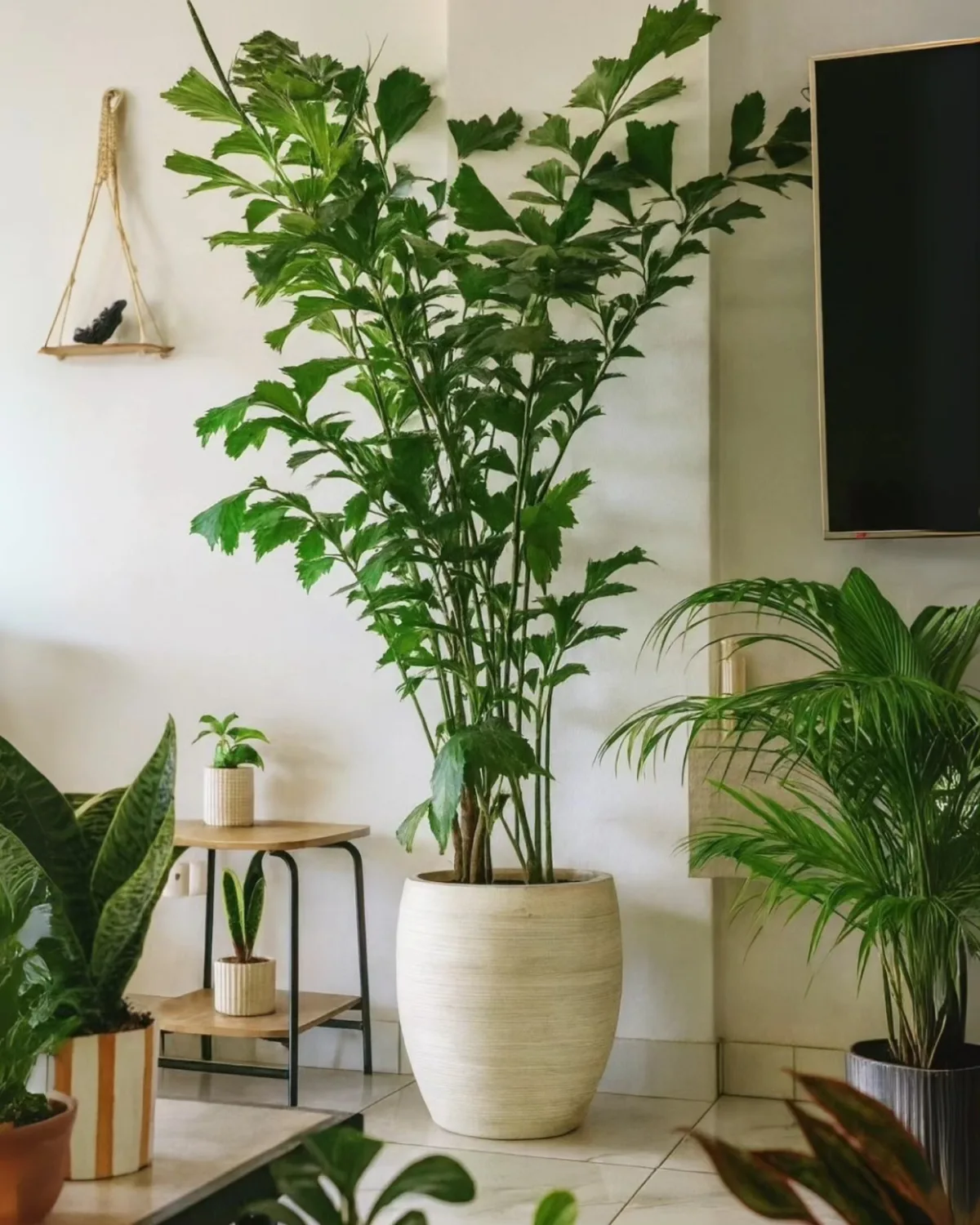 Caryota Mitis