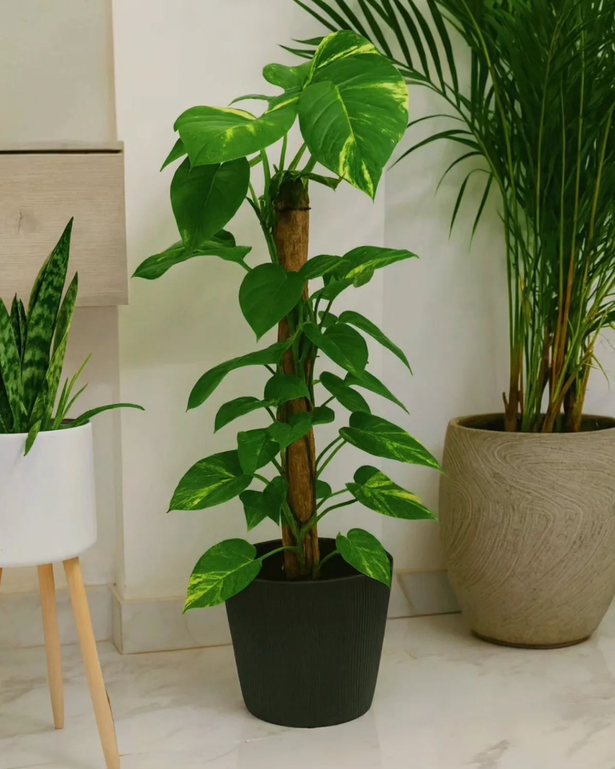 Pothos grimpant