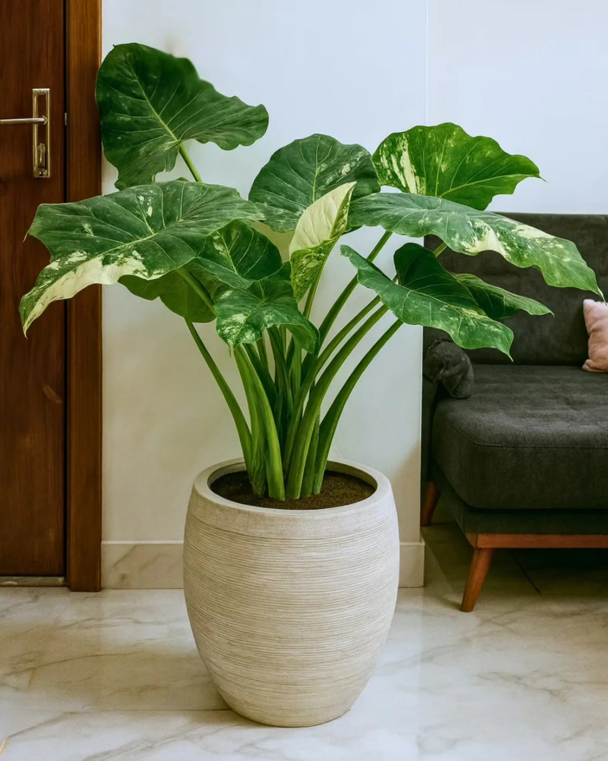 Alocasia Macrorrhiza Variegata