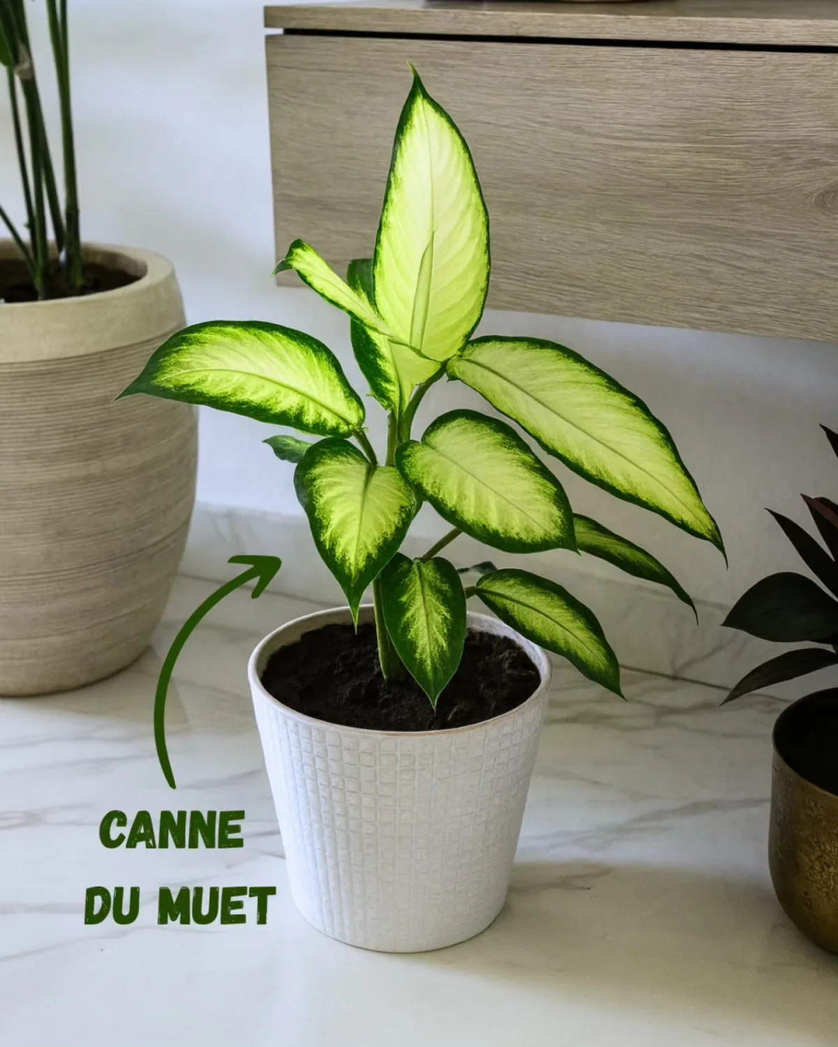 Canne du muet
