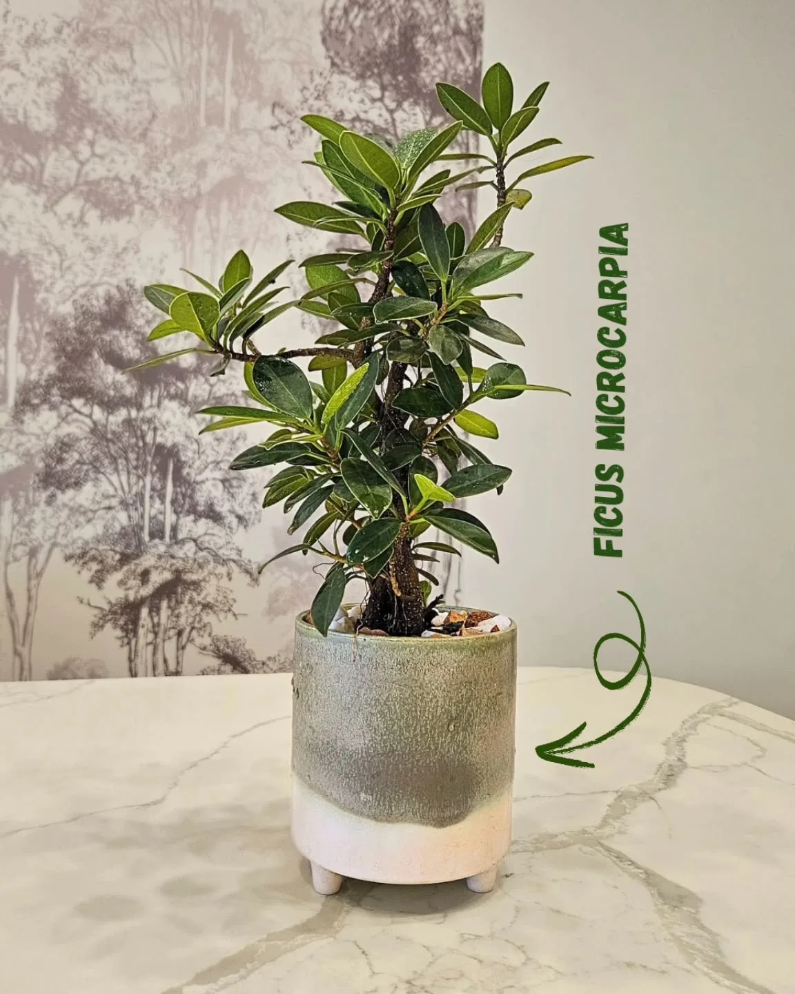 Ficus Microcarpa
