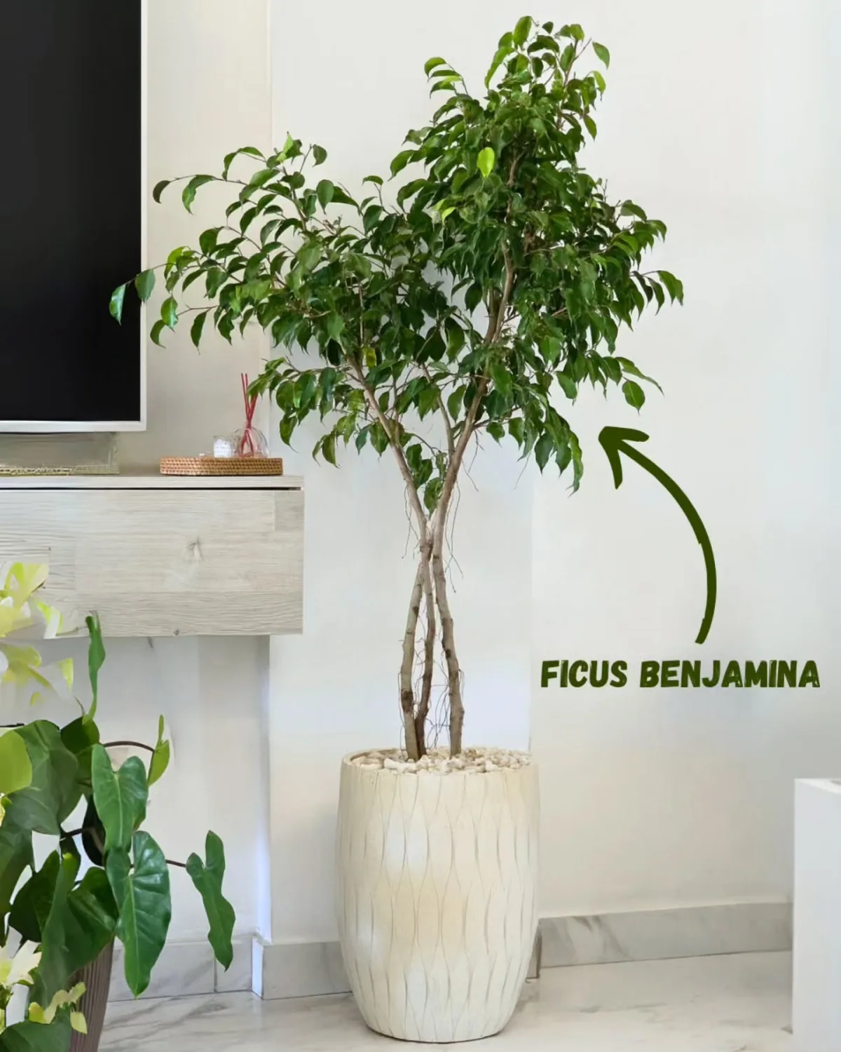 Ficus Benjamina