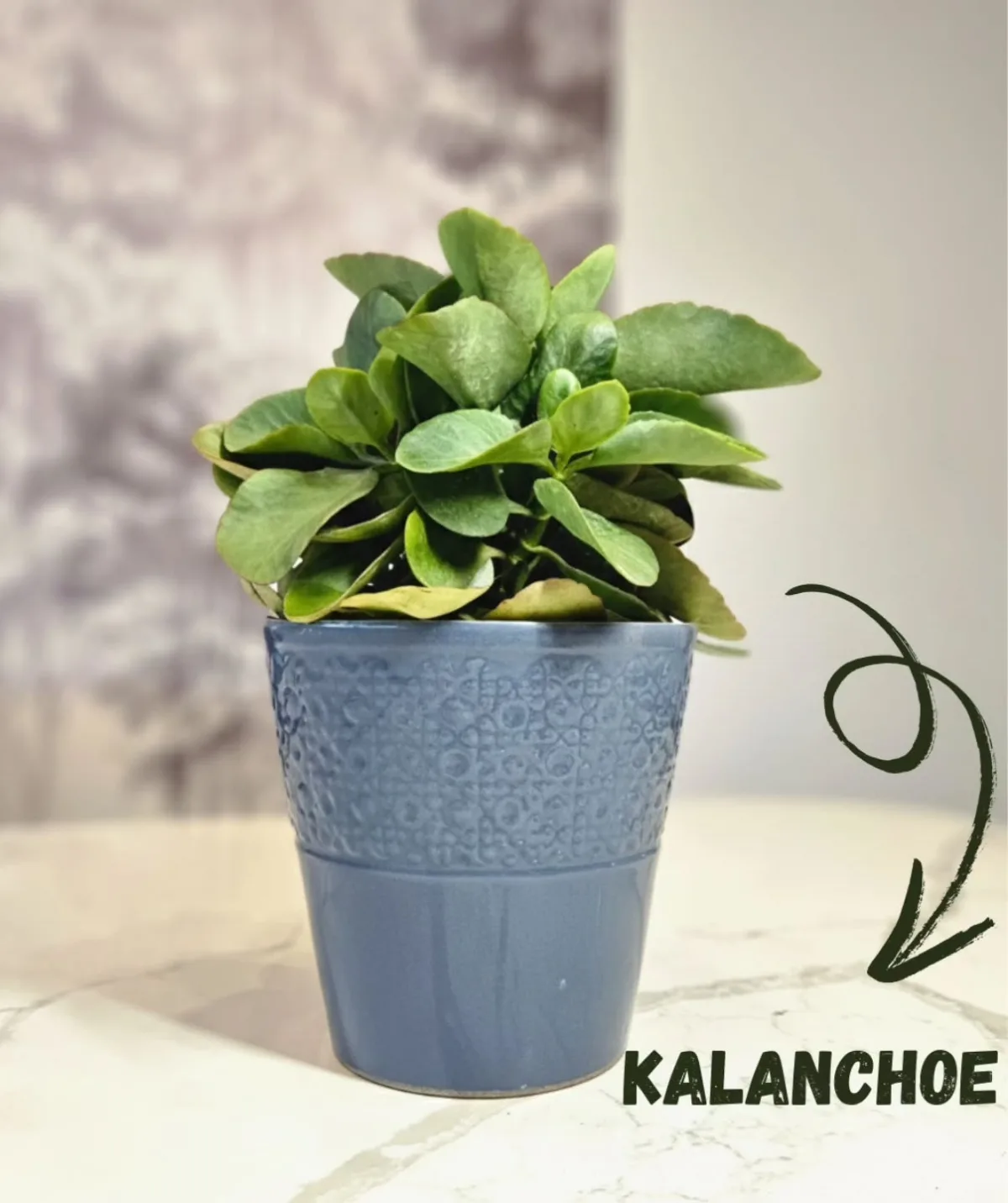 Kalanchoé