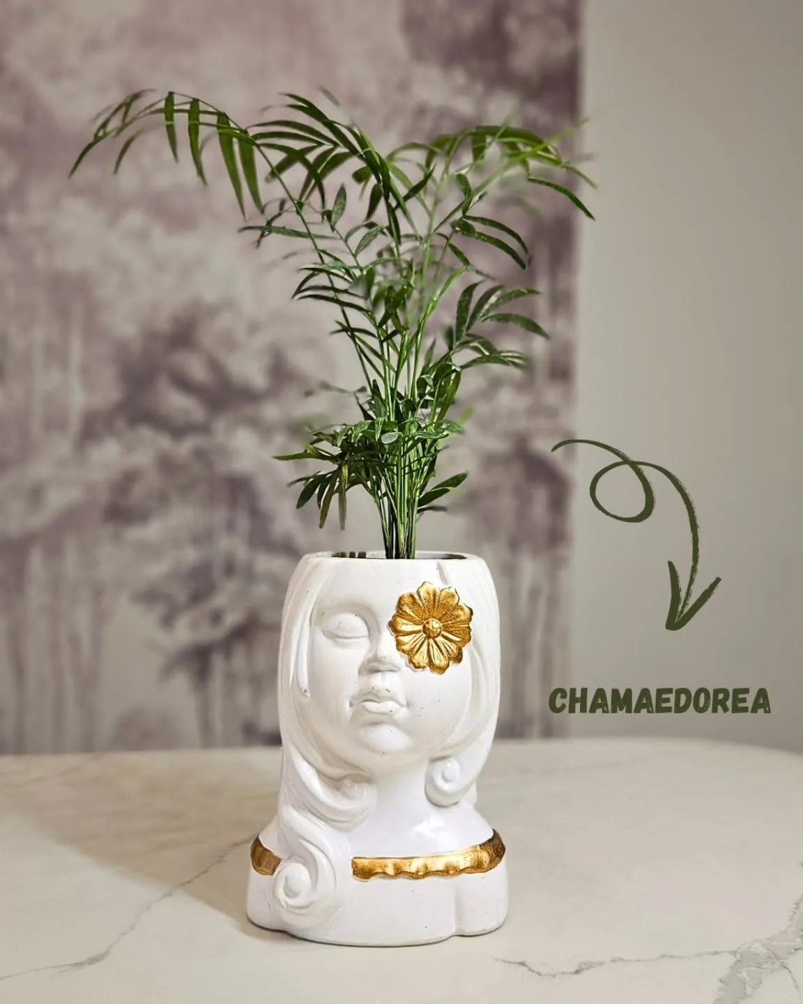 Chamaedorea, pot visage