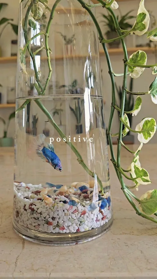 Combattant bleu dans un grand vase avec pothos