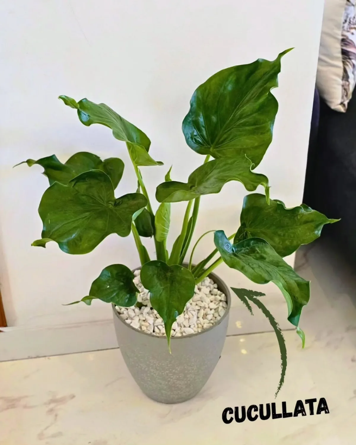 Alocasia Cucullata