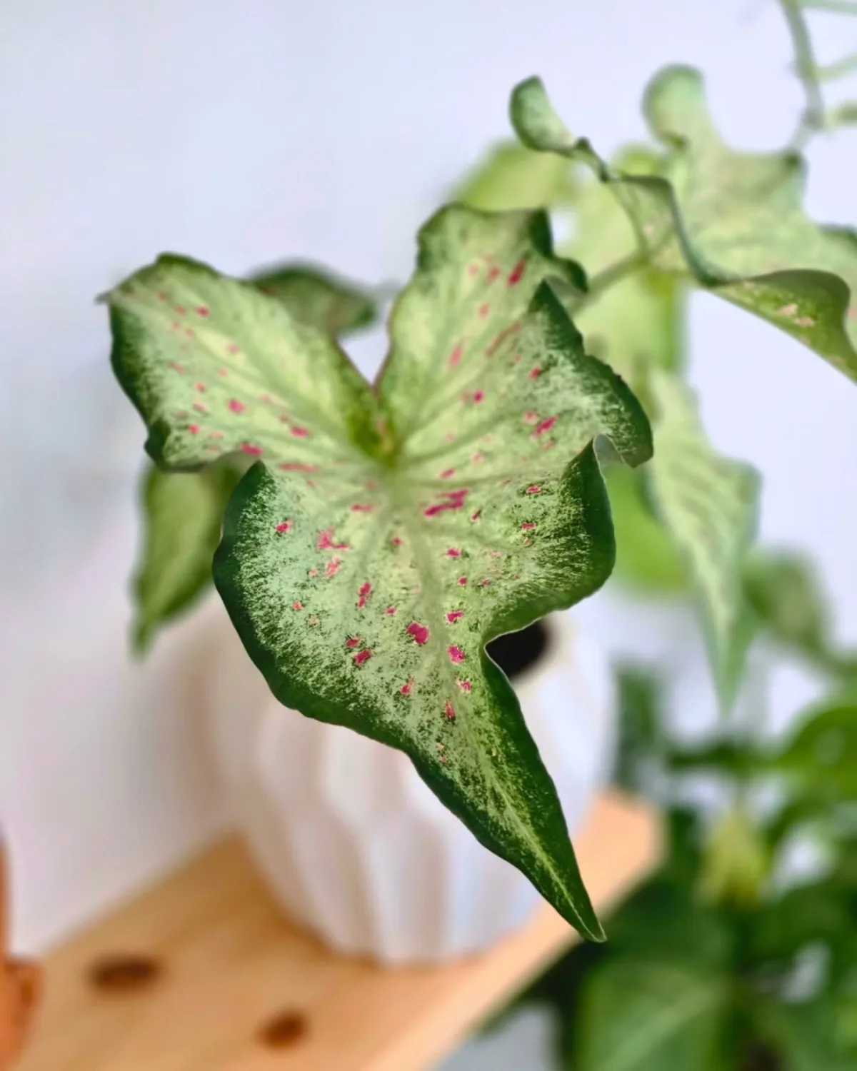 Caladium bicolore