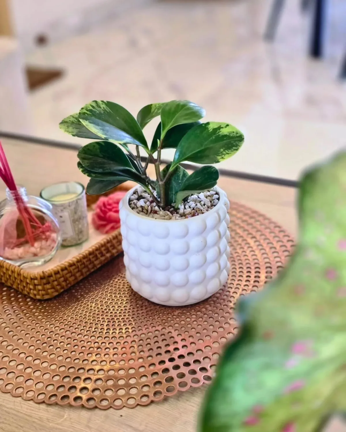 Peperomia panachée