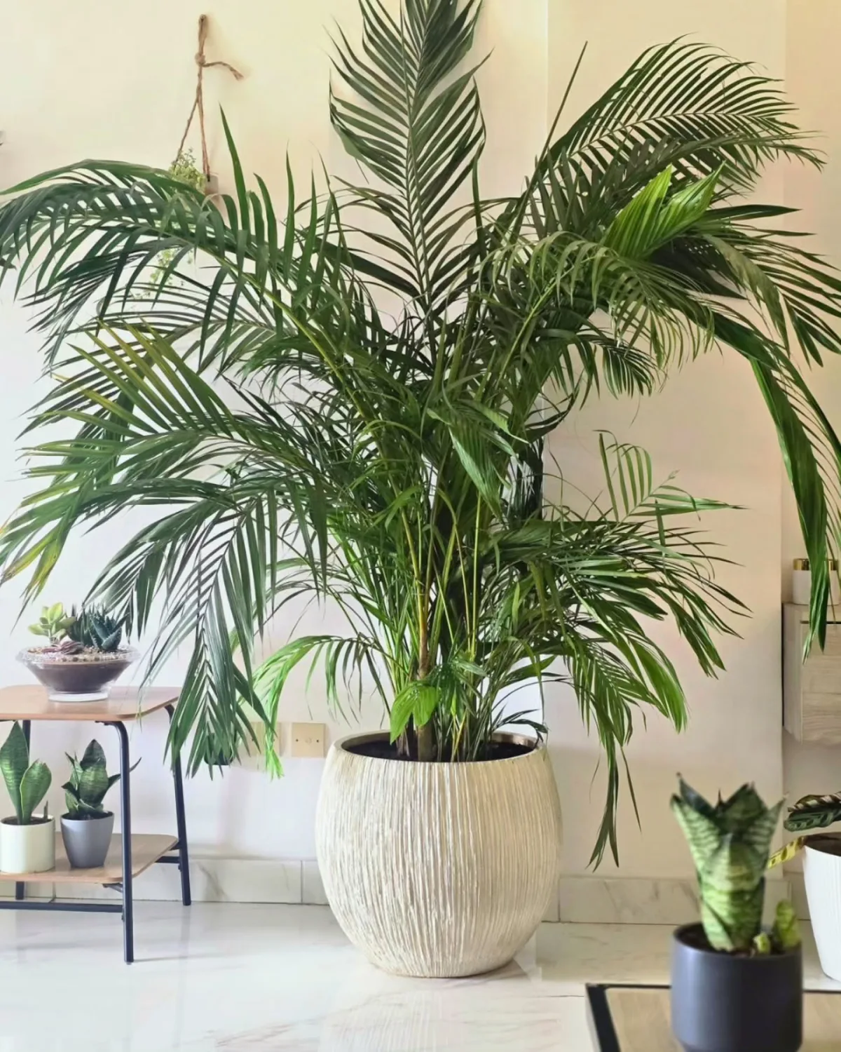 Areca Prestige