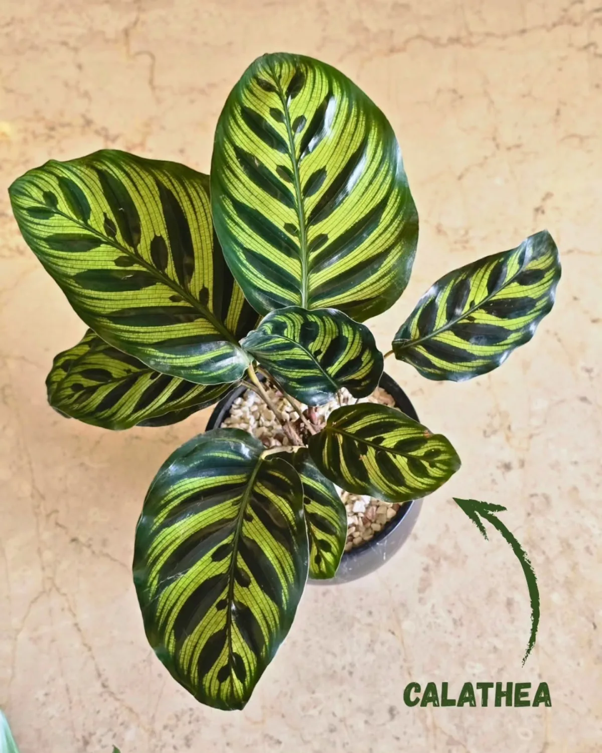 Calathea Makoyana