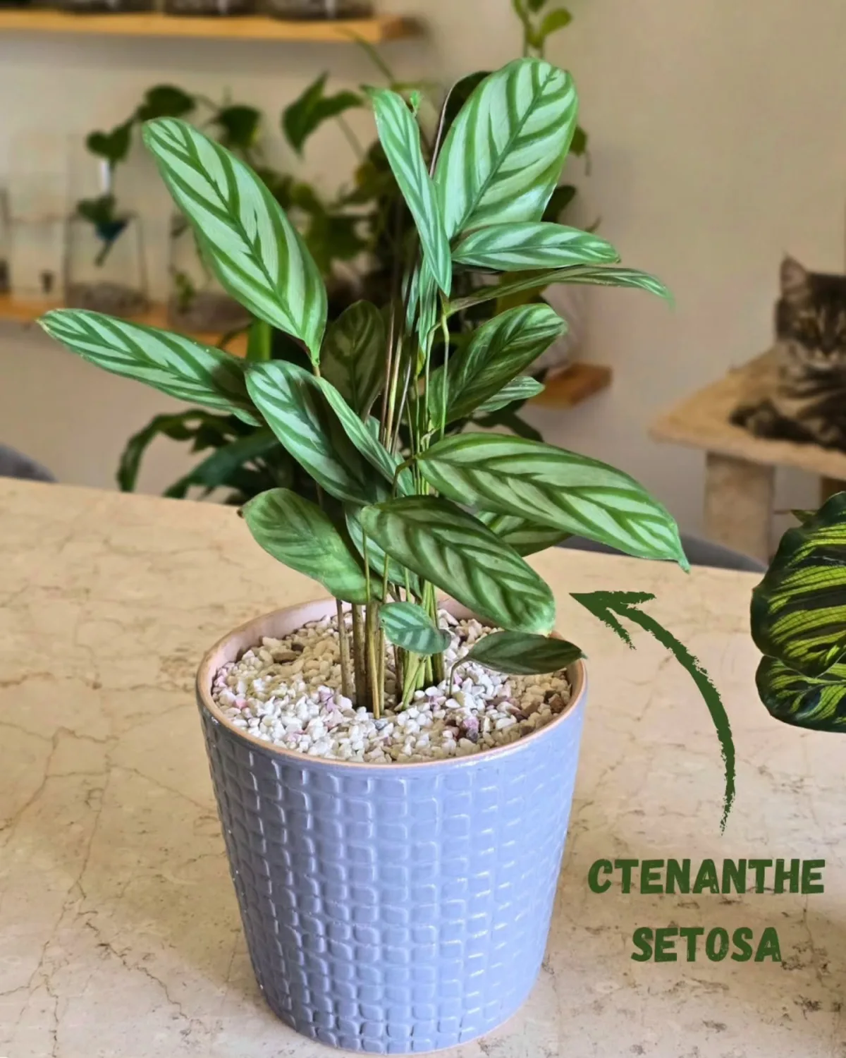 Ctenanthe Setosa