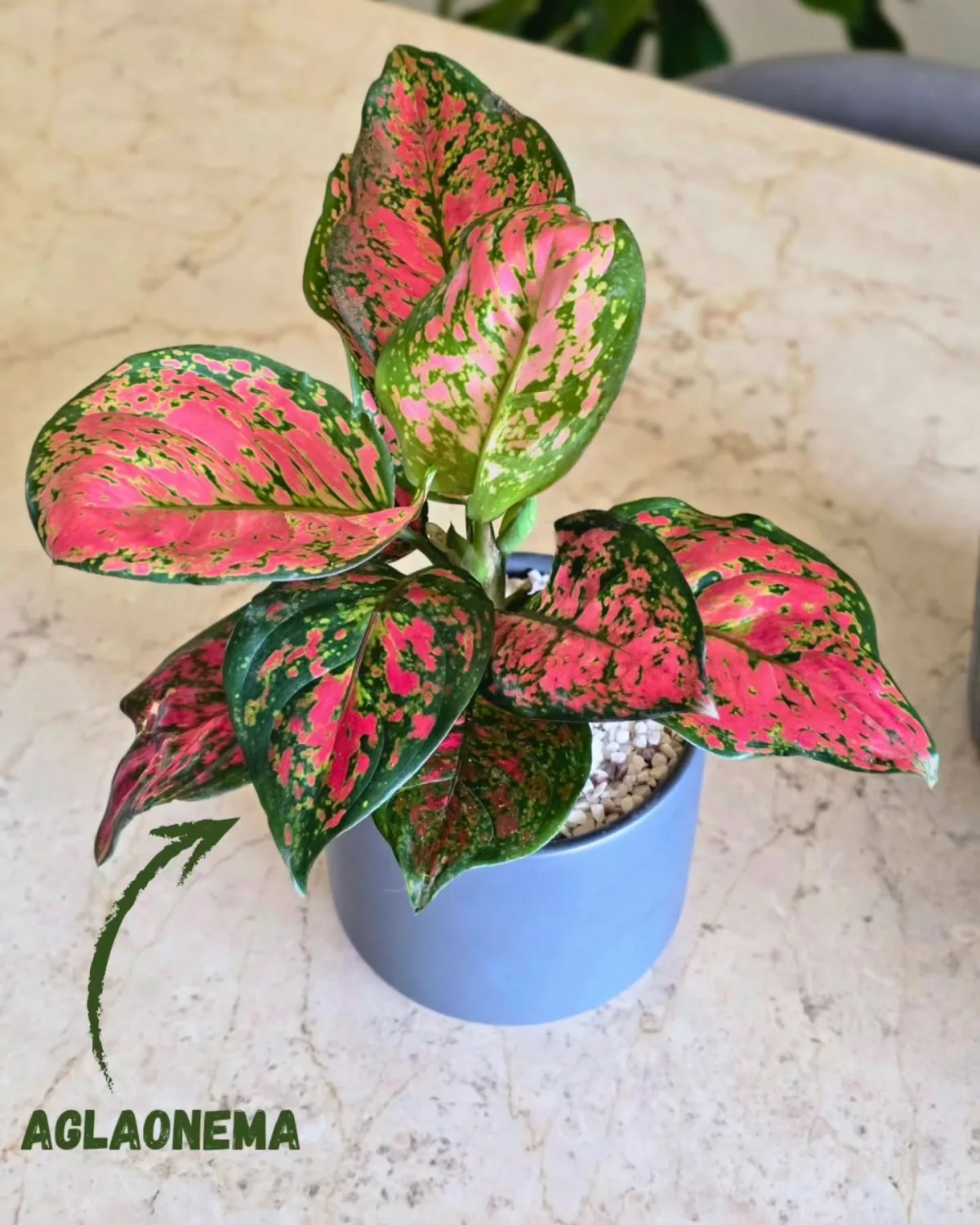 Aglaonema