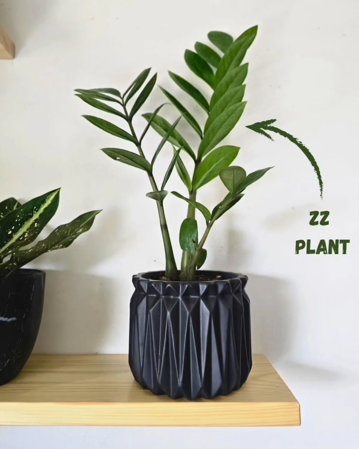 ZZ Plant (petit modèle)
