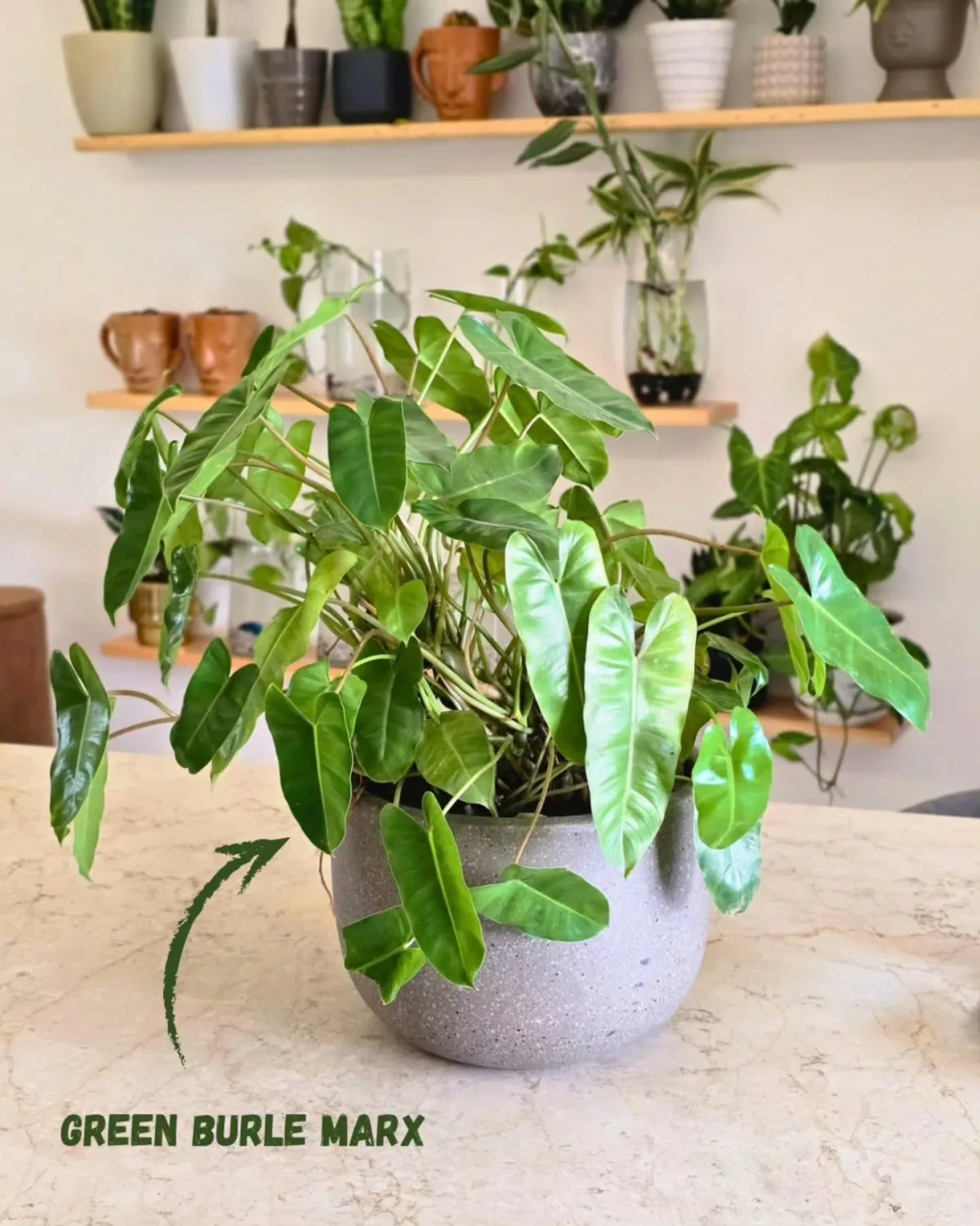 Philodendron Burle Marx
