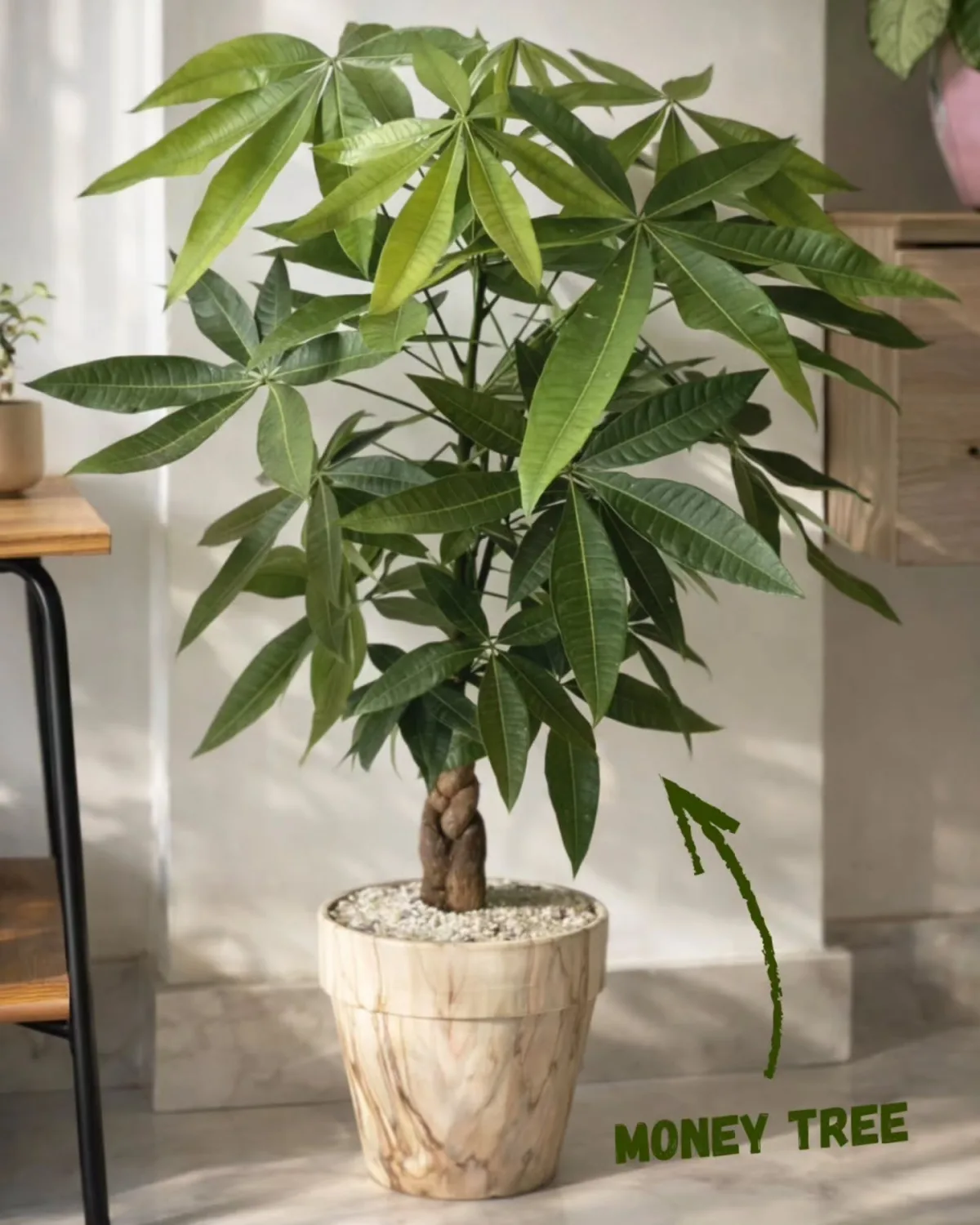 Money Tree tressé