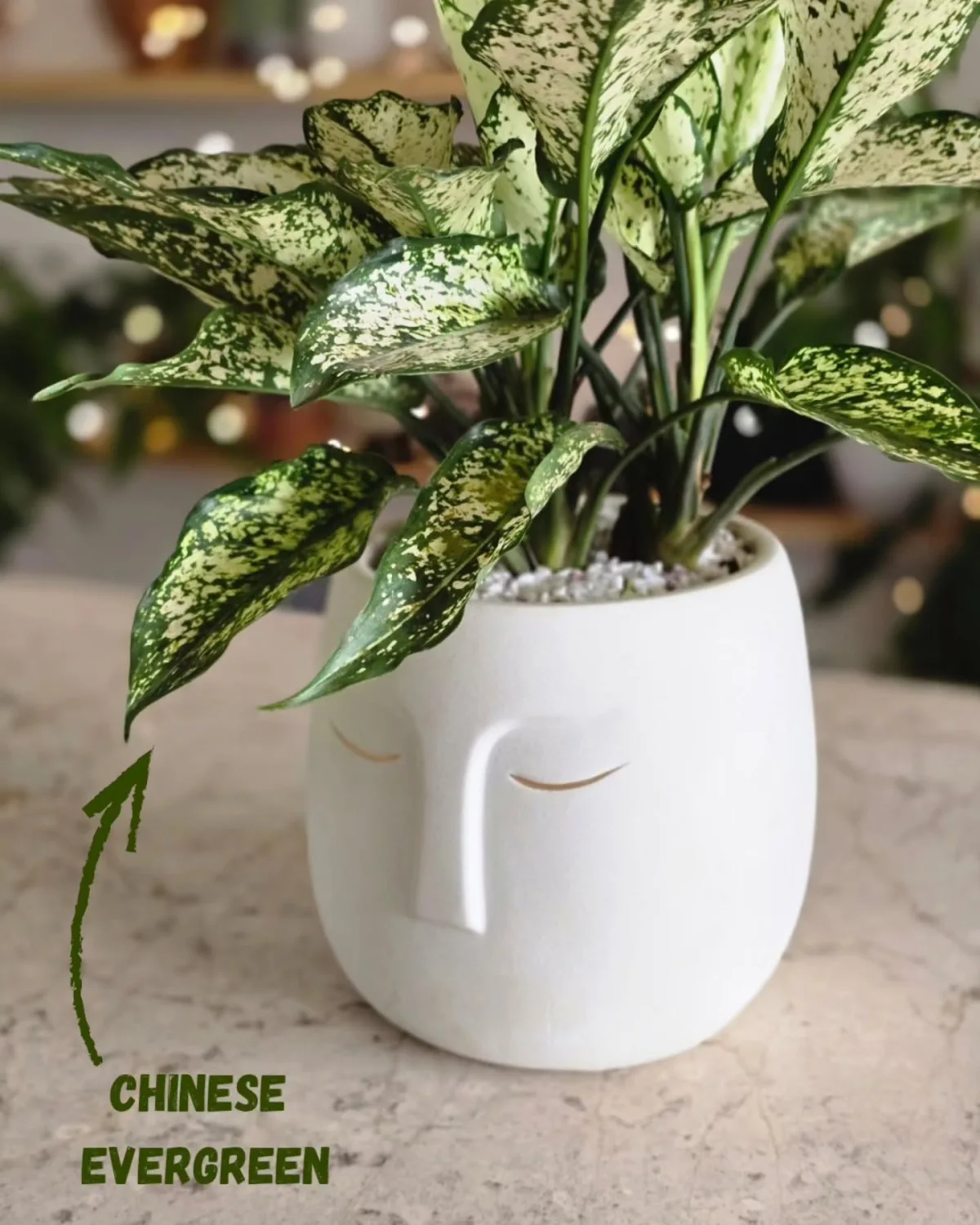 Chinese Evergreen