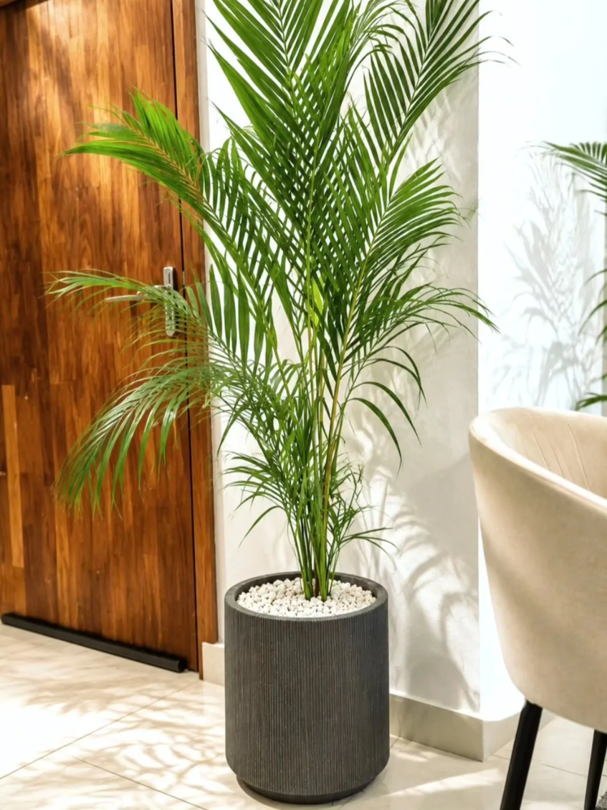 Areca Palm XL