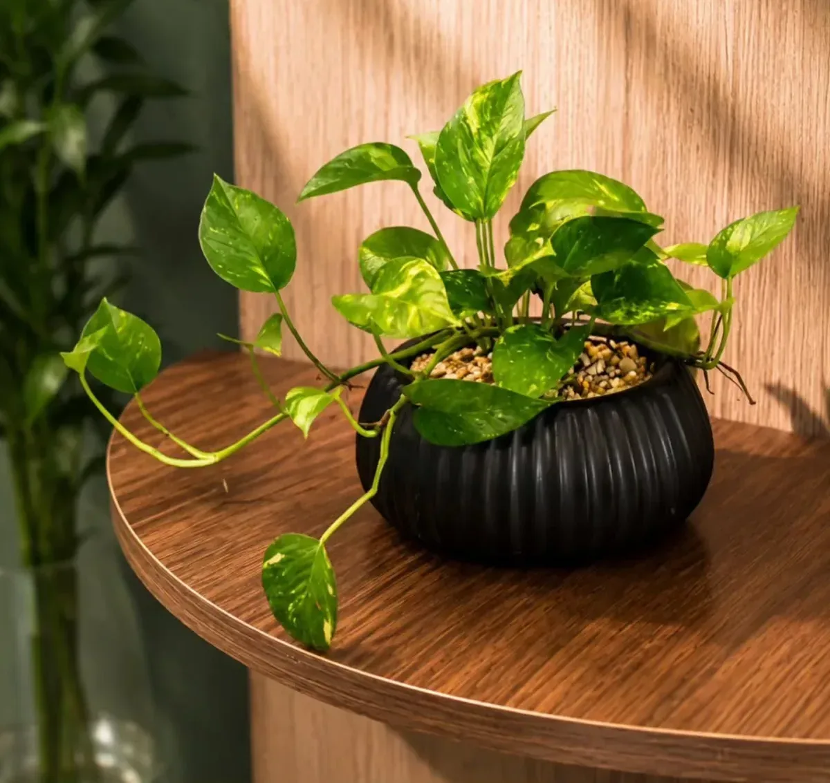 Pothos