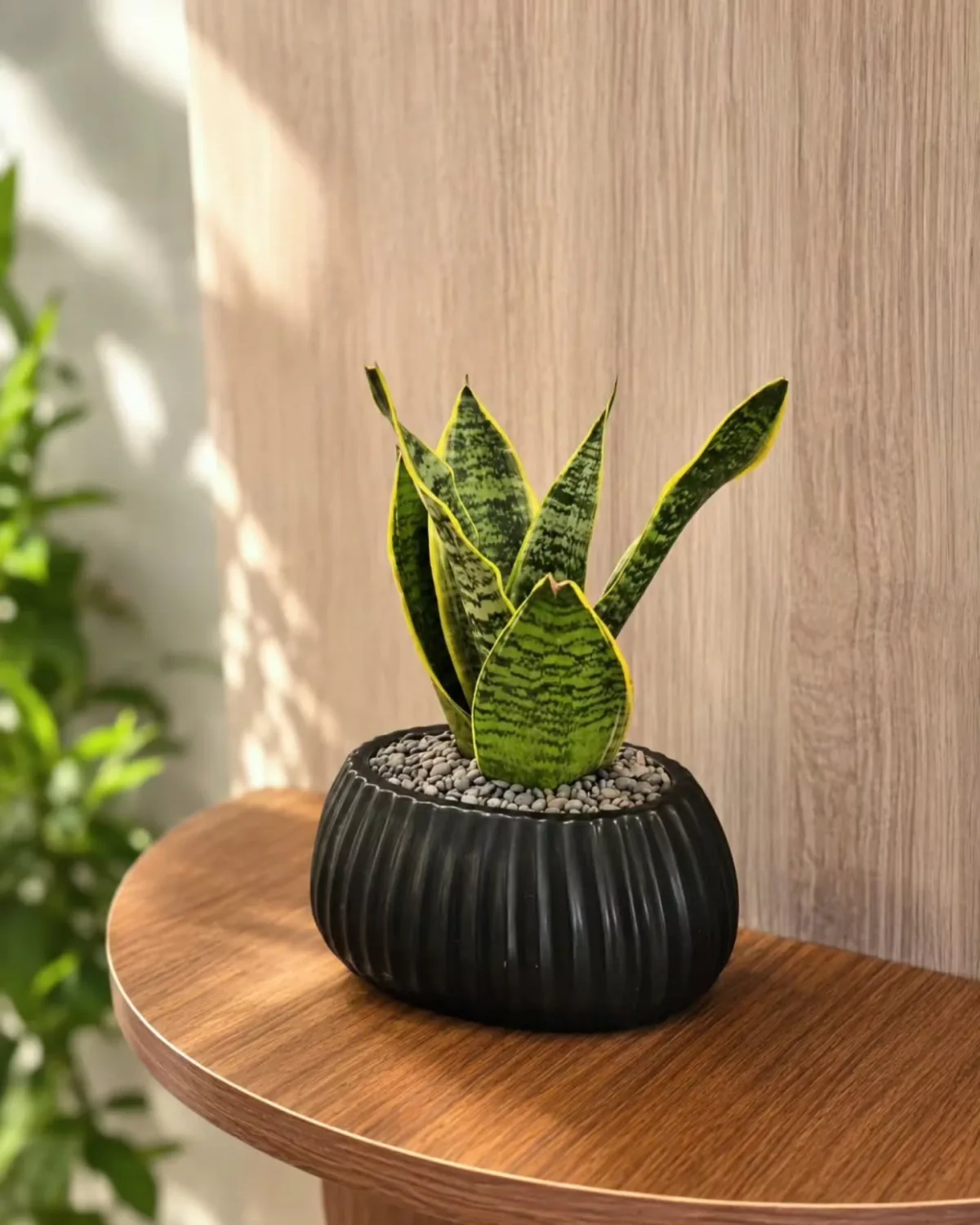 Snake Plant