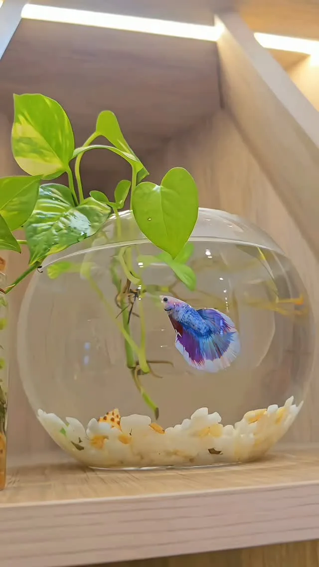 Poisson combattant dans un vase avec pothos