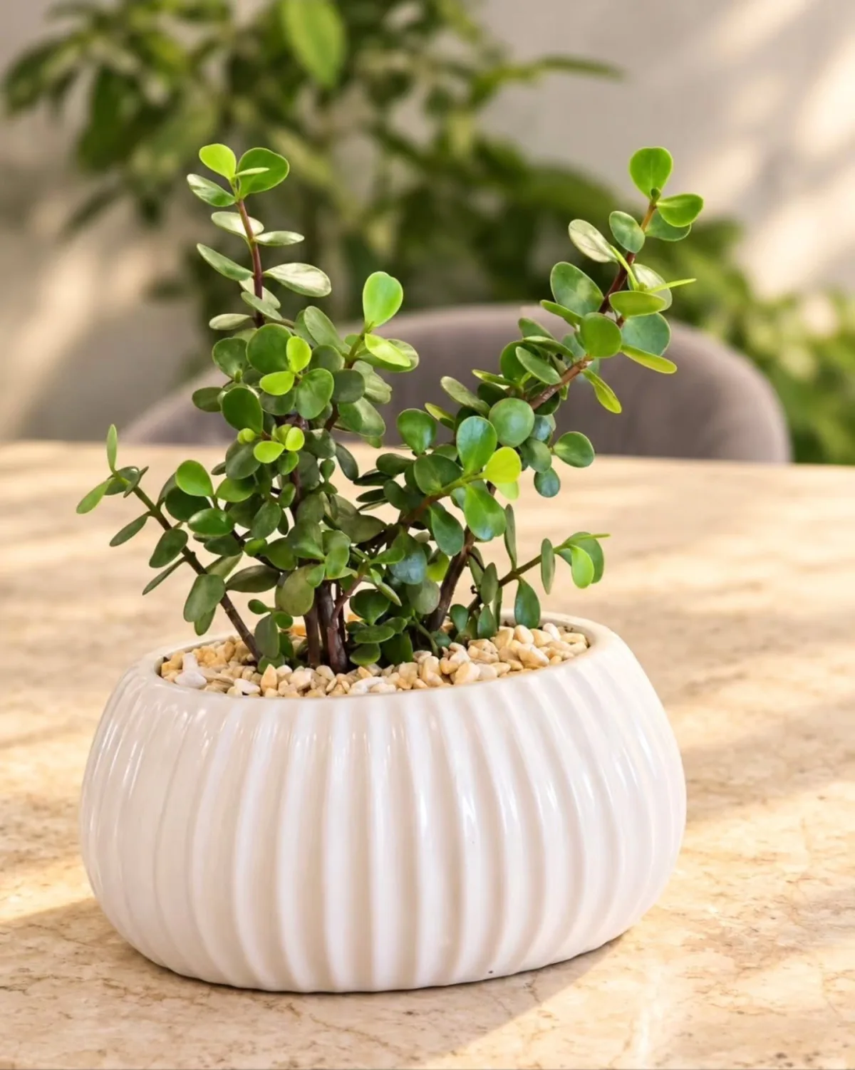 Plante de Jade