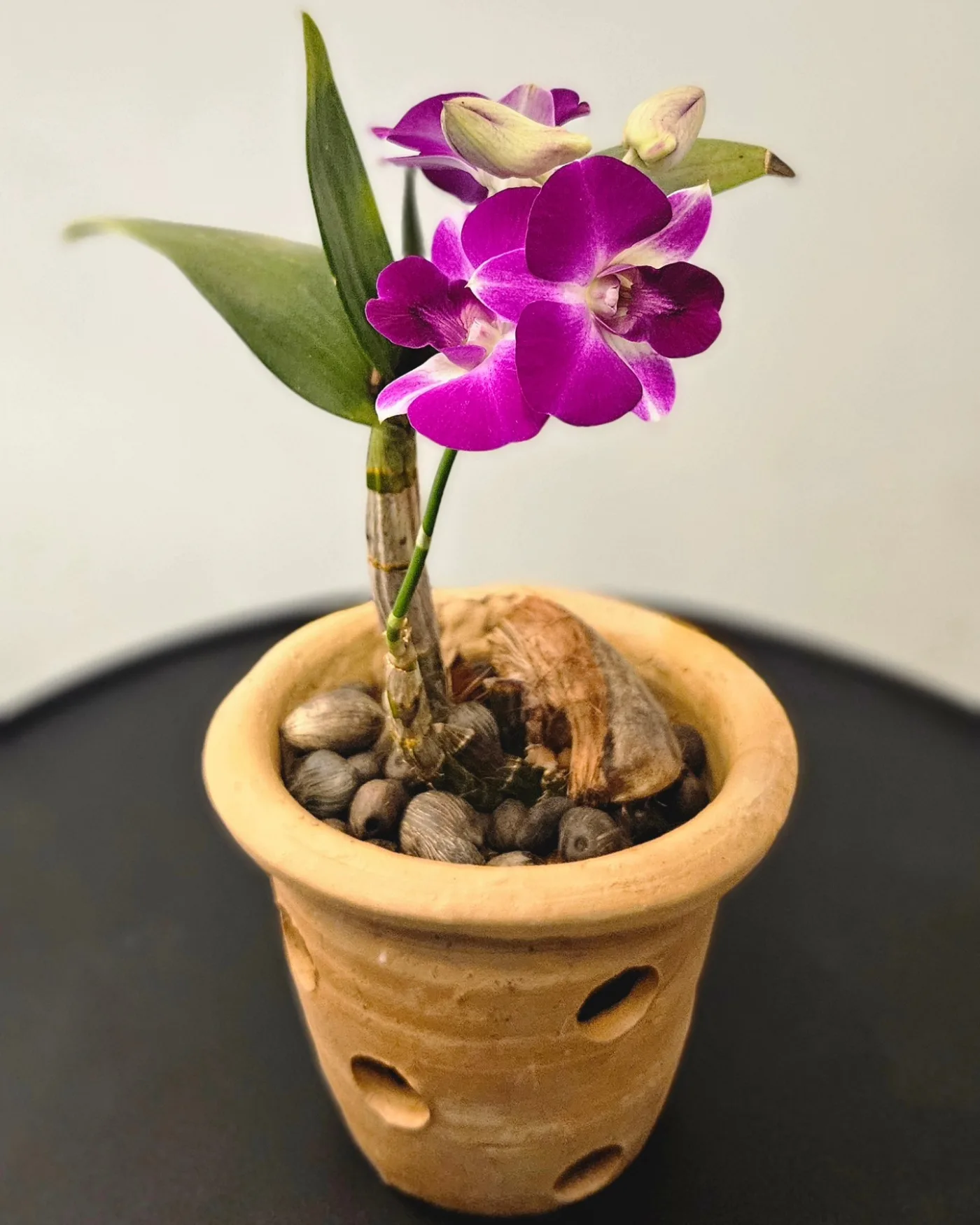 Orchidée en pot