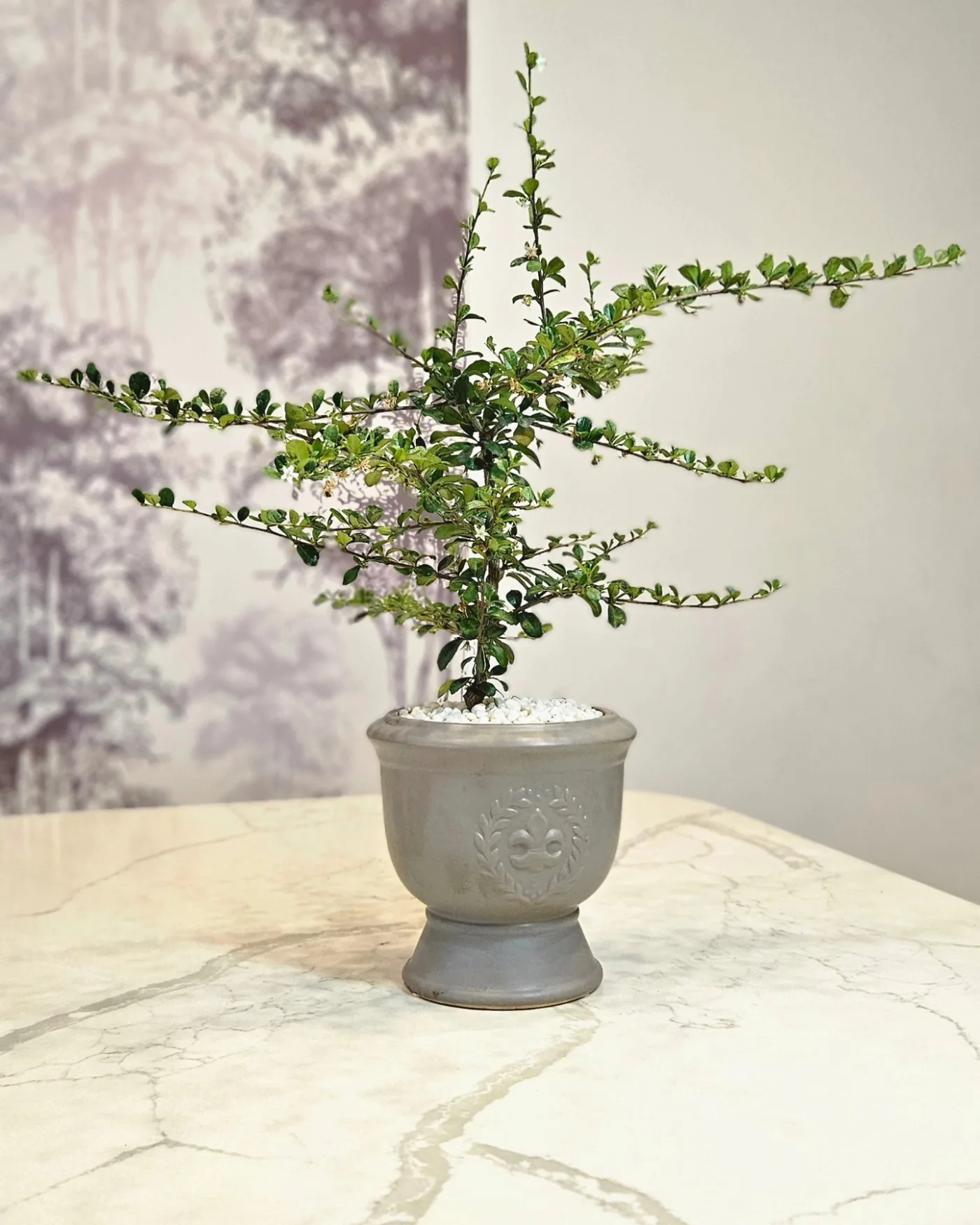 Bonsaï Cotoneaster
