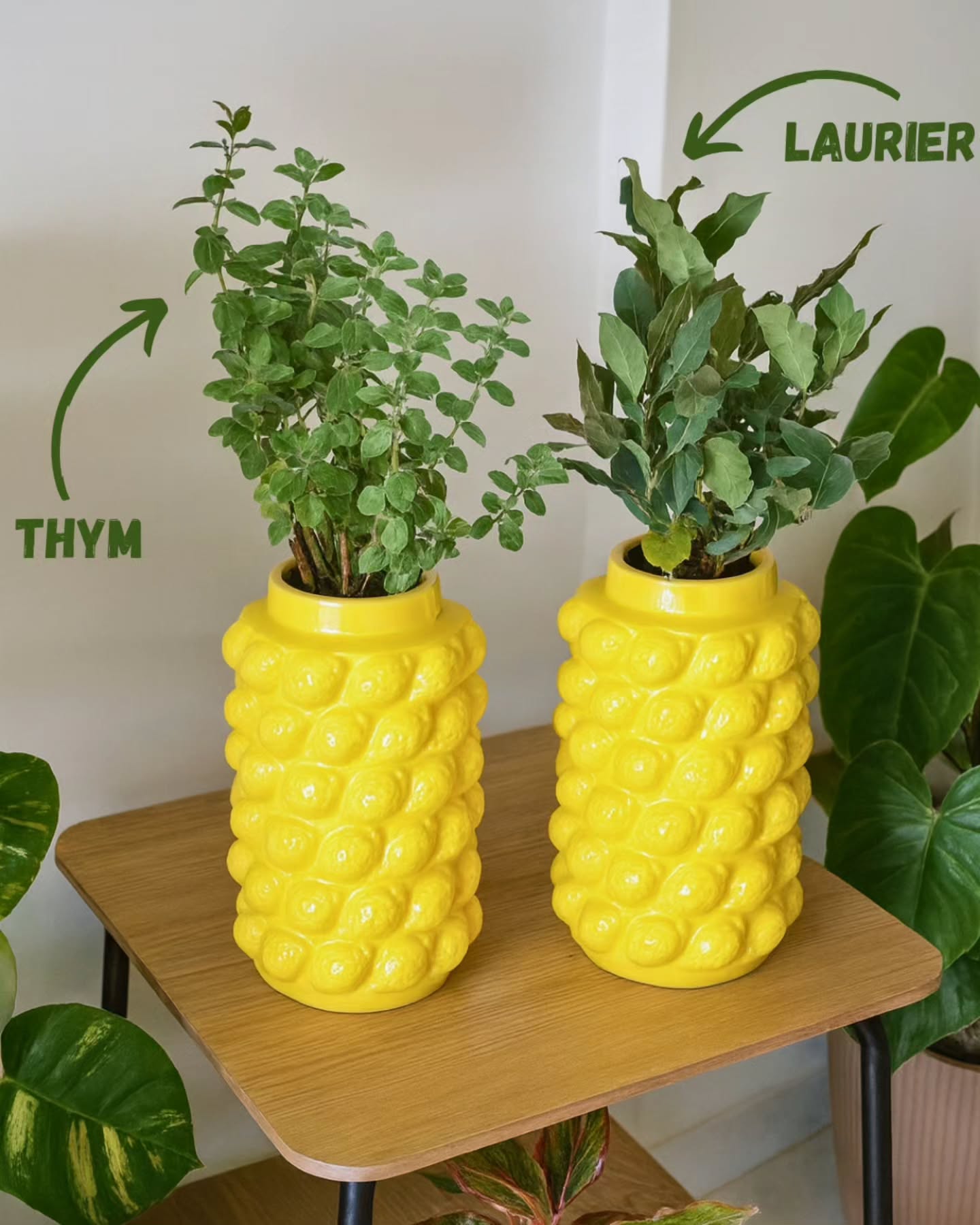 Thym (Zaatar) & Laurier – Saveurs Méditerranéennes & Style en Pot 🍋