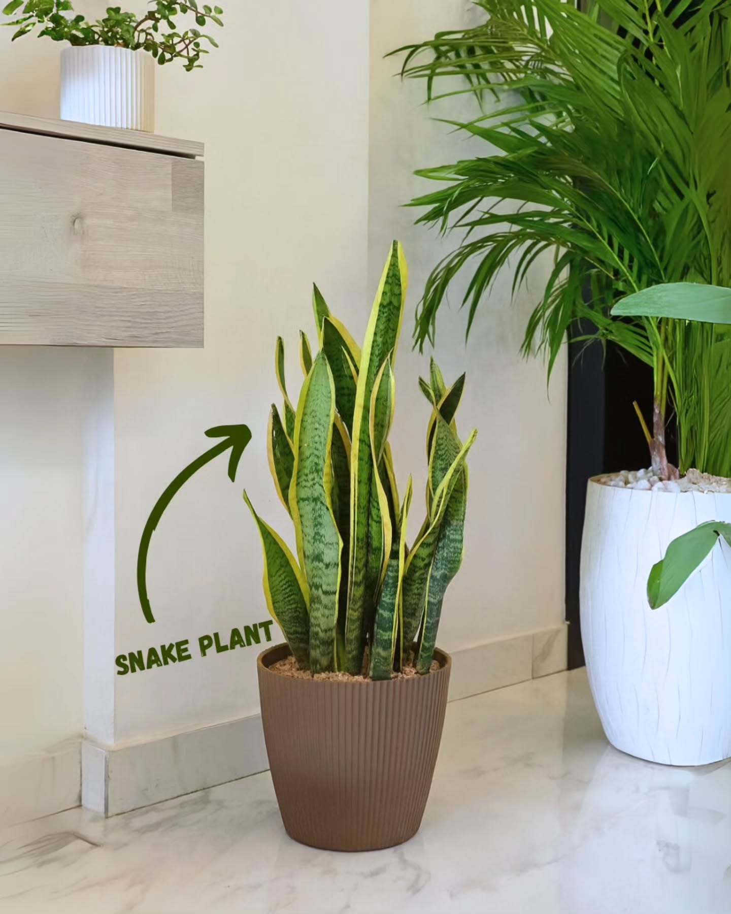 Snake Plant – Force, Protection & Pureté 🌿🛡️