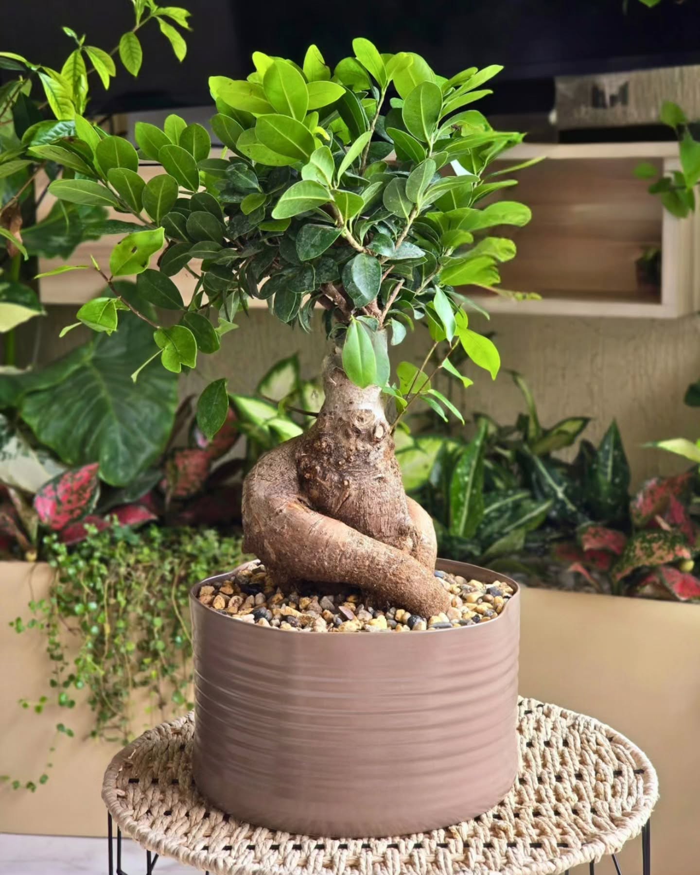 Bonsaï Ficus – Sérénité, Force & Élégance Vivante 🌳✨
