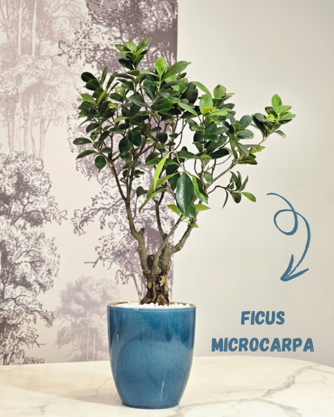 Une touche de nature sculptée ,le Ficus Bonsaï !