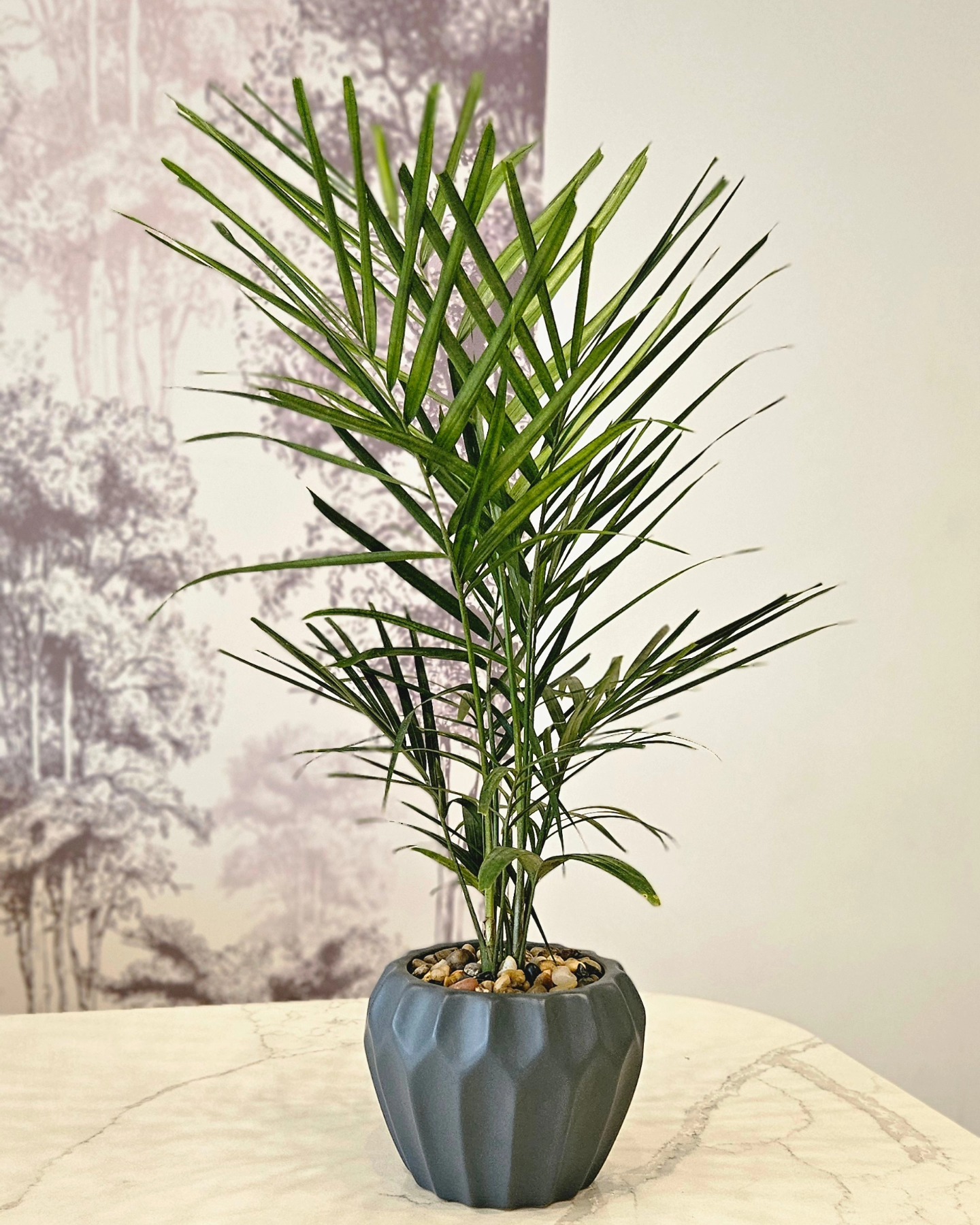 Élégant palmier nain 🌿, purifiant, adaptable et décoratif !
