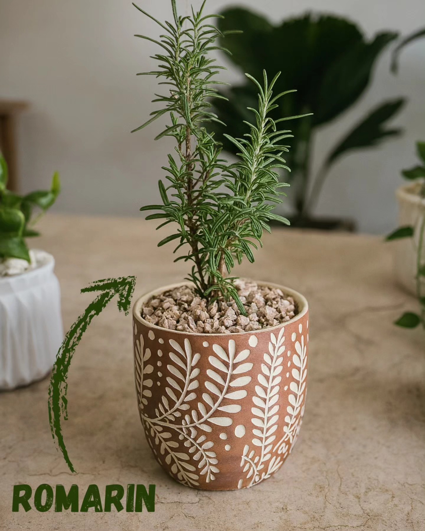 Romarin en Pot – Fraîcheur Méditerranéenne & Arôme Naturel 🌿