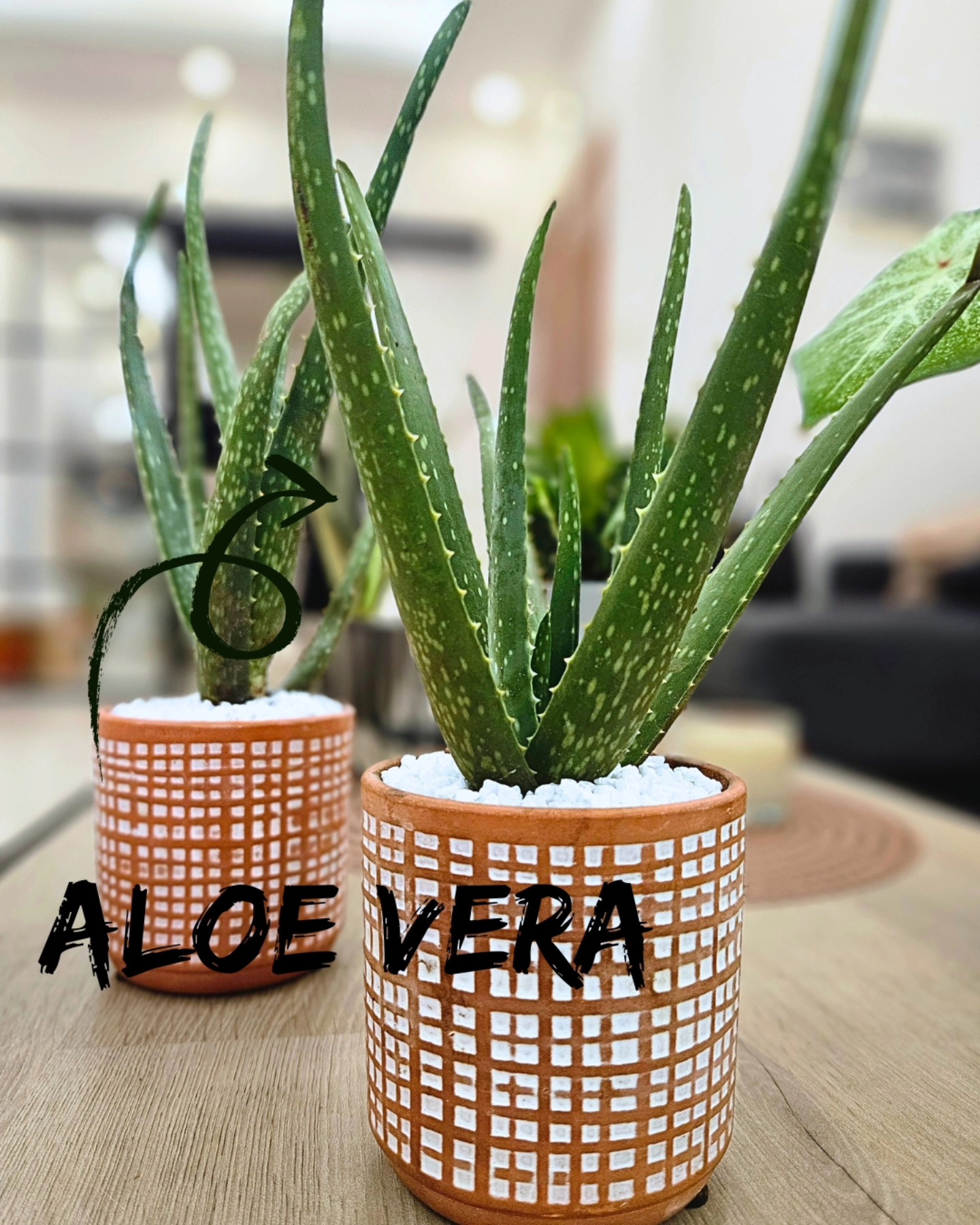 Avec sa rosette élégante de feuilles charnues formant une couronne naturelle et décorative