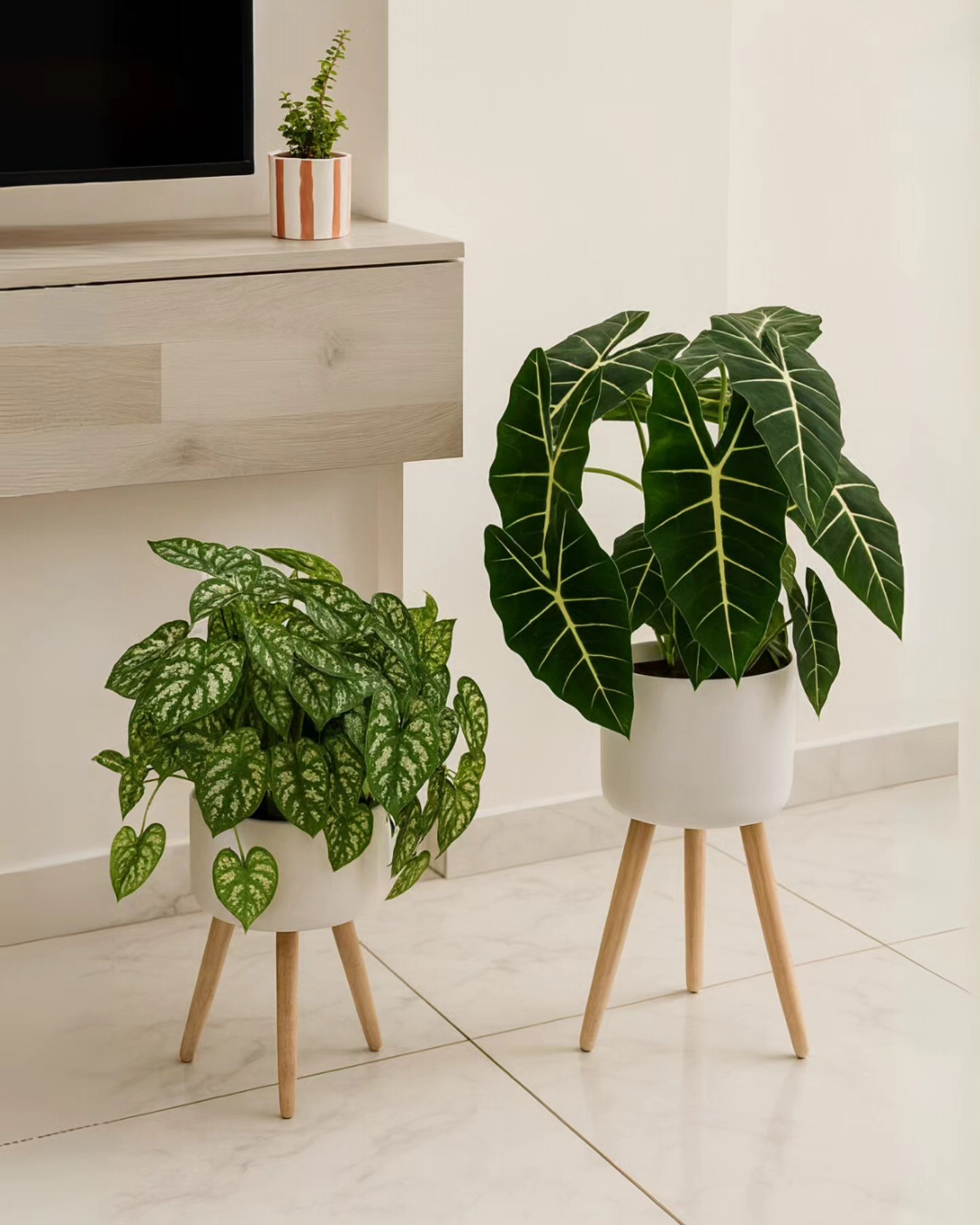 Caladium & Alocasia – Élégance feuillue & cache-pots stylés