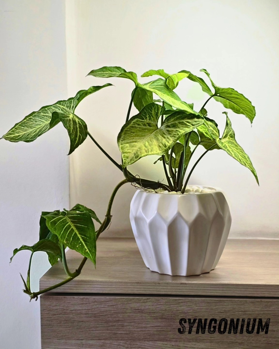 Imaginez une touche de verdure élégante qui s'adapte à vos envies