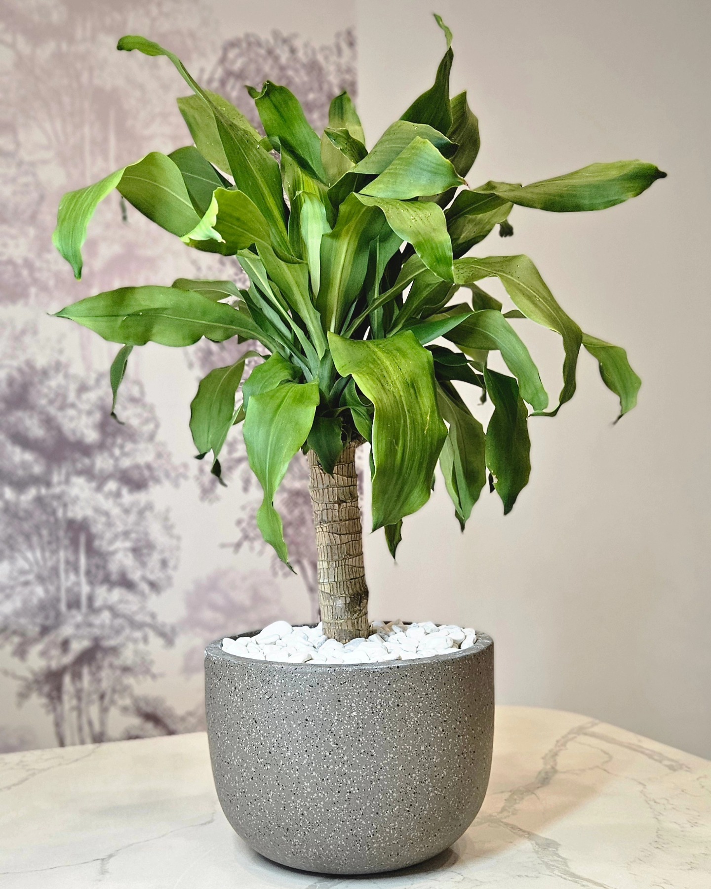 Découvrez Dracaena fragrans.