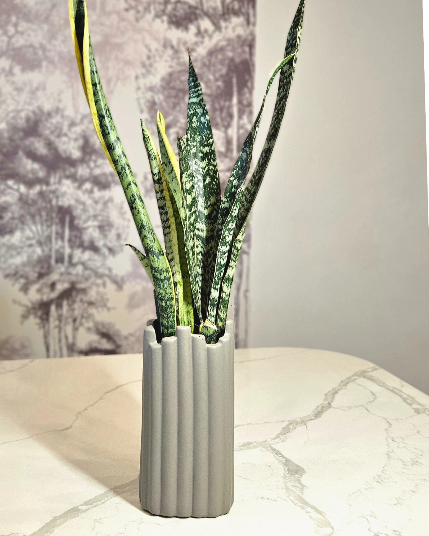 Superbe ! 🪴✨ Un Sansevieria dans un pot élancé