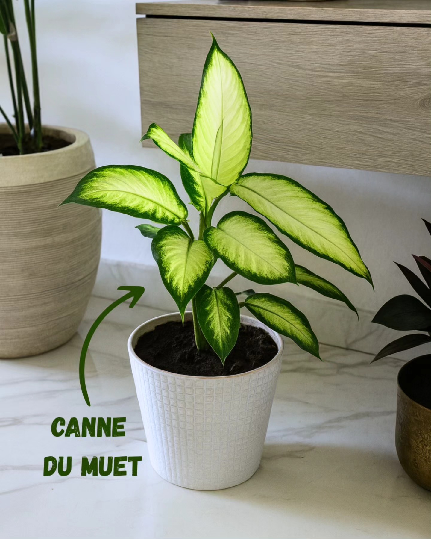 Canne du Muet – Élégance Graphique & Facilité d’Entretien 🌿✨