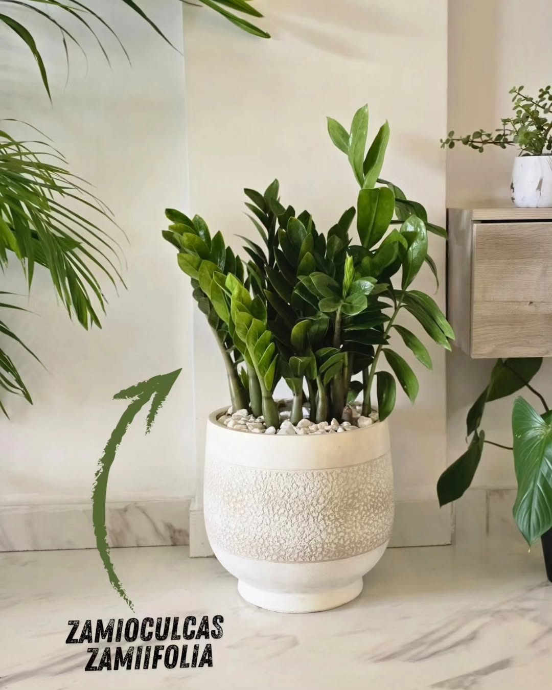 Plante ZZ – Prospérité & Résilience